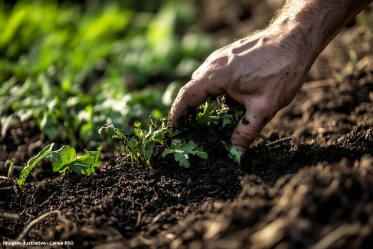 Como lodo de esgoto se transforma em fertilizante natural usado por produtores rurais no estado de SP