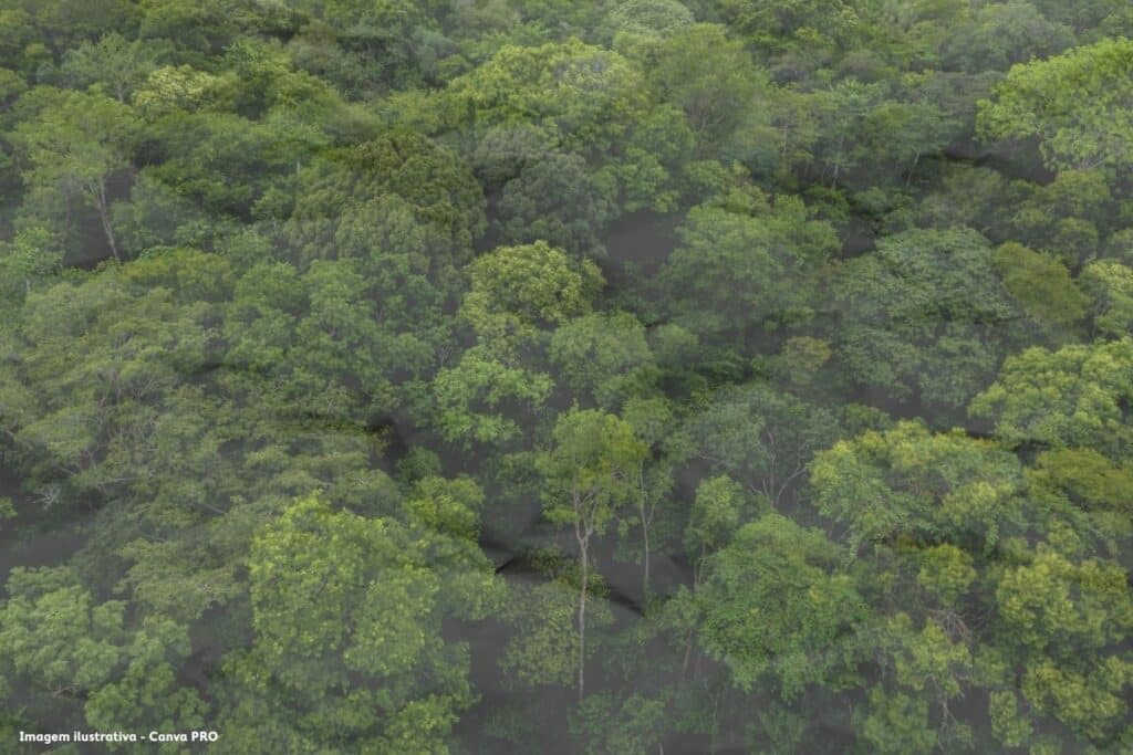 Lixo eleitoral o papel que enterra floresta e educação