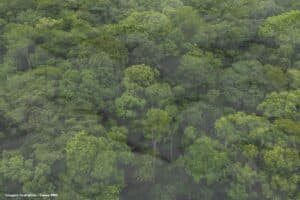 Lixo eleitoral o papel que enterra floresta e educação