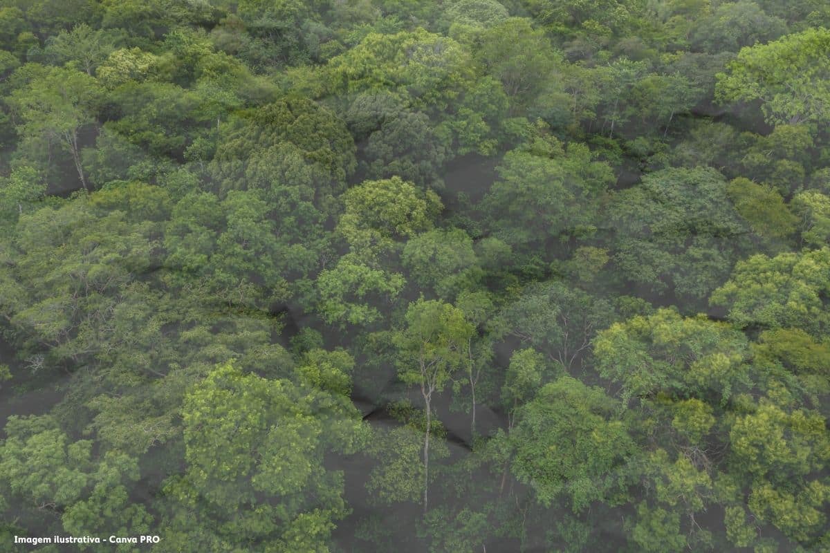 Lixo eleitoral o papel que enterra floresta e educação