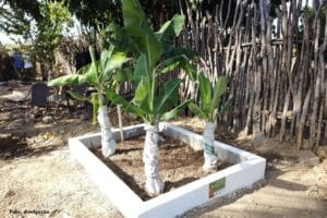 Fossa de bananeira une saneamento e produção rural