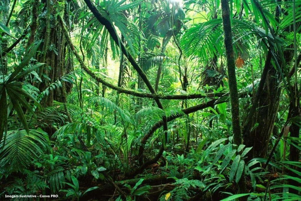 Alerta na Amazônia: MPF pede monitoramento após estudos apontarem contaminação por mercúrio em peixes
