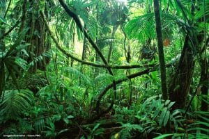 Alerta na Amazônia MPF pede monitoramento após estudos apontarem contaminação por mercúrio em peixes