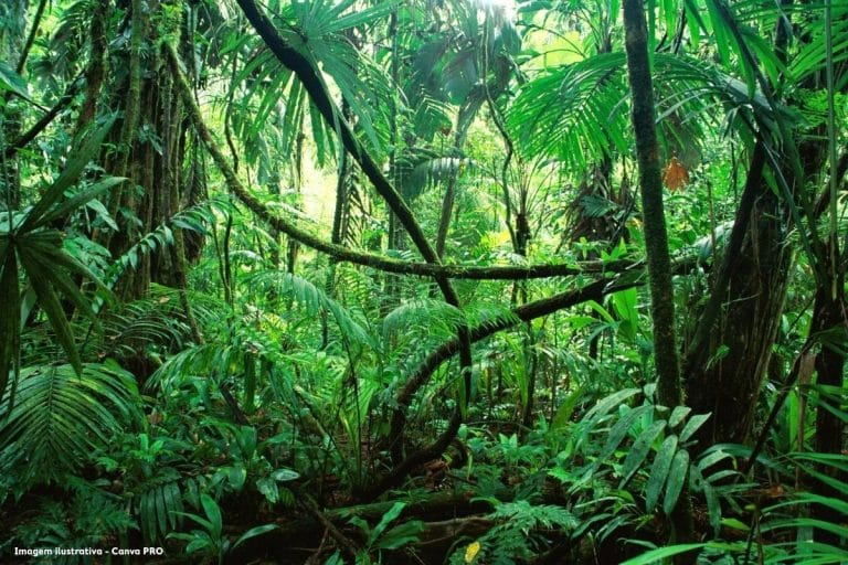 Alerta na Amazônia MPF pede monitoramento após estudos apontarem contaminação por mercúrio em peixes