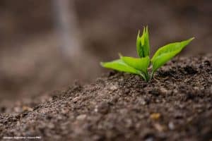 Lodo vira alternativa para a fertilização dos solos