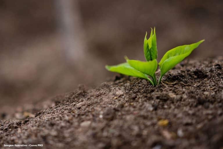 Lodo vira alternativa para a fertilização dos solos