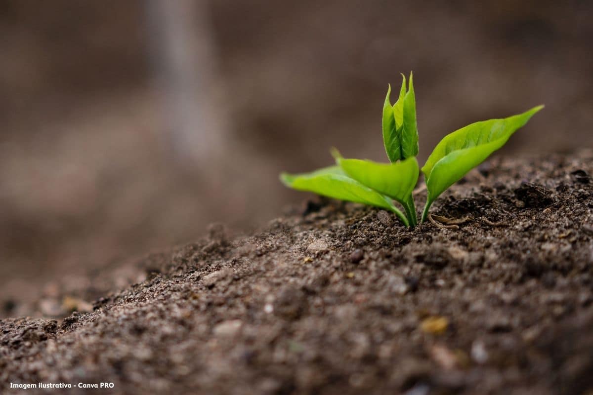 Lodo vira alternativa para a fertilização dos solos